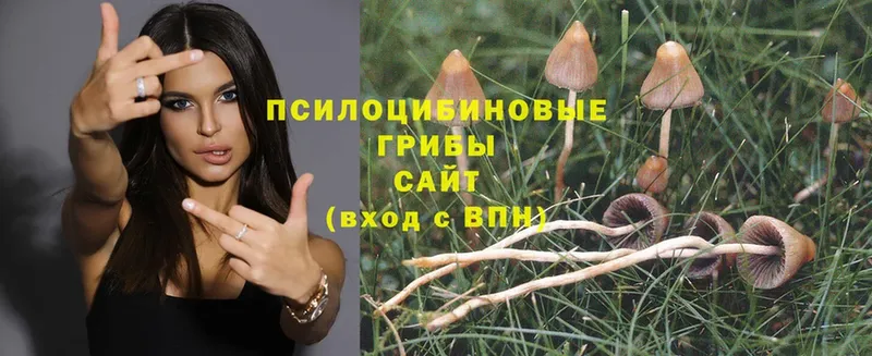 Галлюциногенные грибы Psilocybe  MEGA   Руза  купить наркотик 